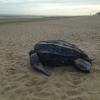 Sculpture of a leatherback turtle