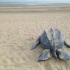Sculpture of a leatherback turtle