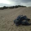 Sculpture of a leatherback turtle
